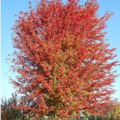 Kaštonas glotniavaisis 'Autumn Blaze' C7,5 Kaštonas glotniavaisis 'Autumn Blaze' C7,5