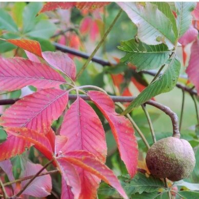 Kaštonas glotniavaisis 'HERKENRODE' C7,5-10 1