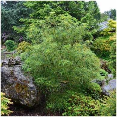 Horse-chestnut 'Laciniata' C20