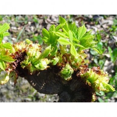 Kaštonas paprastasis 'MONSTROSA' C3-5 1