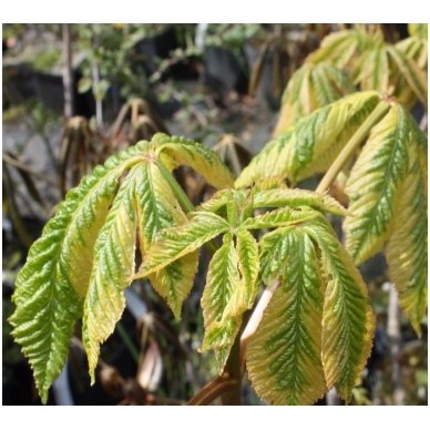 Kaštonas rausvažiedis 'Marginata' C7,5-10 1 Kaštonas rausvažiedis 'Marginata' C7,5-10 1