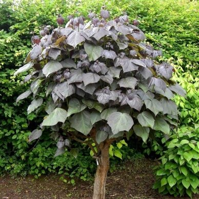 Indian Bean Tree 'Purpurea' C20 2 Indian Bean Tree 'Purpurea' C20 2