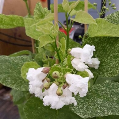 Northern catalpa 'Pulverulenta' C15-20 1