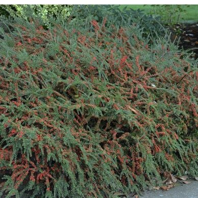 Rock Cotoneaster 'Tangstedt' C2 1 Rock Cotoneaster 'Tangstedt' C2 1