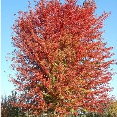 Kaštonas glotniavaisis 'Autumn Blaze' C7,5 Kaštonas glotniavaisis 'Autumn Blaze' C7,5