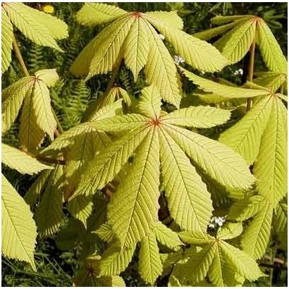 Horse chestnut 'Memmingeri' C5 Horse chestnut 'Memmingeri' C5