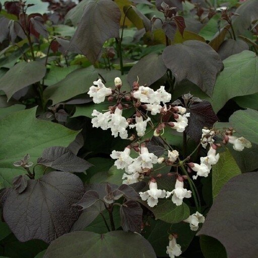 Indian Bean Tree 'Purpurea' C20 1 Indian Bean Tree 'Purpurea' C20 1