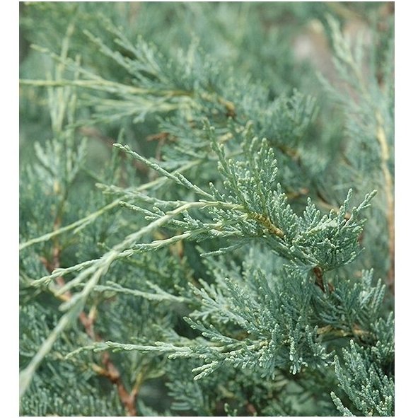 Rocky mountain juniper 'Moonglow' C2 2