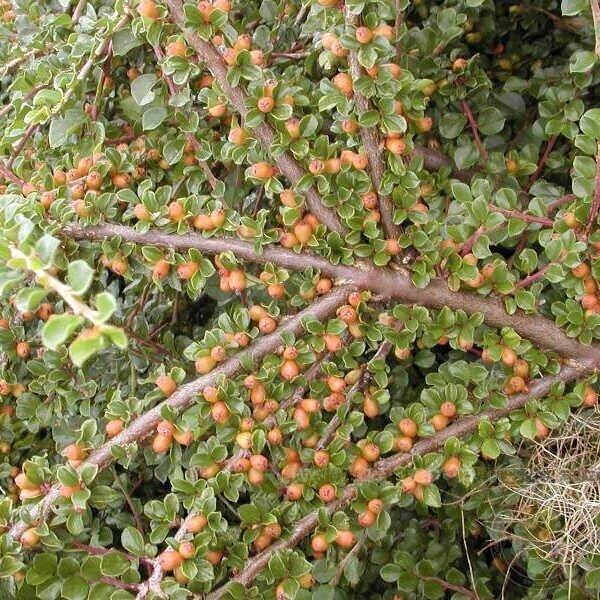 Rock Cotoneaster 'Tangstedt' C2 Rock Cotoneaster 'Tangstedt' C2