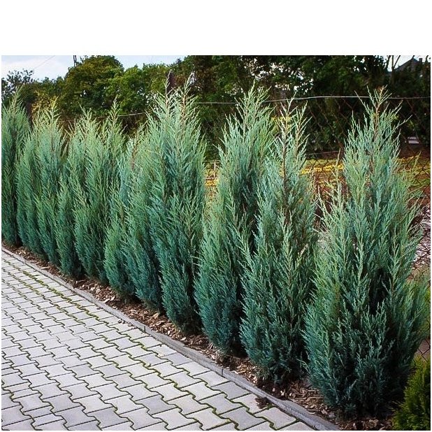 Rocky mountain juniper 'Moonglow' C2 1