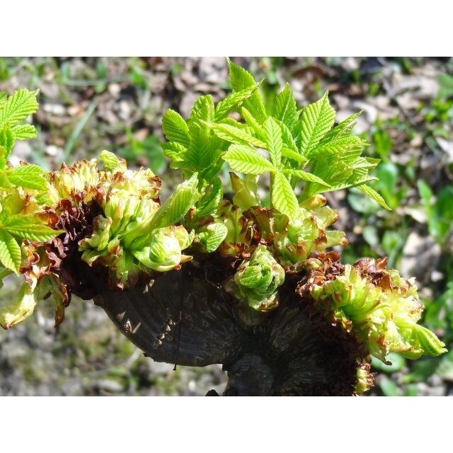 Kaštonas paprastasis 'MONSTROSA' C3-5 1