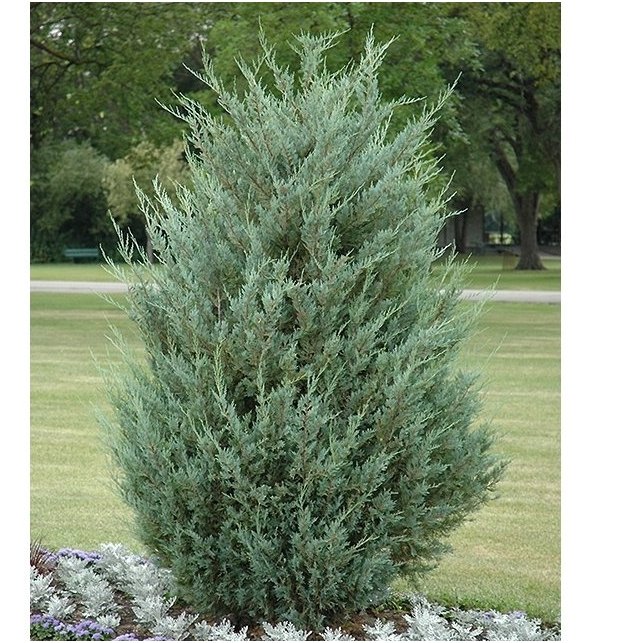 Rocky mountain juniper 'Moonglow' C2