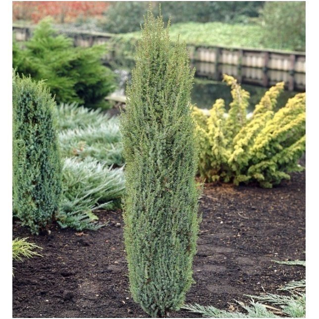 Kadagys paprastasis 'Arnold' C5 Kadagys paprastasis 'Arnold' C5