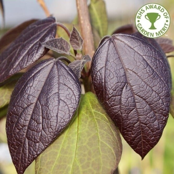 Indian Bean Tree 'Purpurea' C20