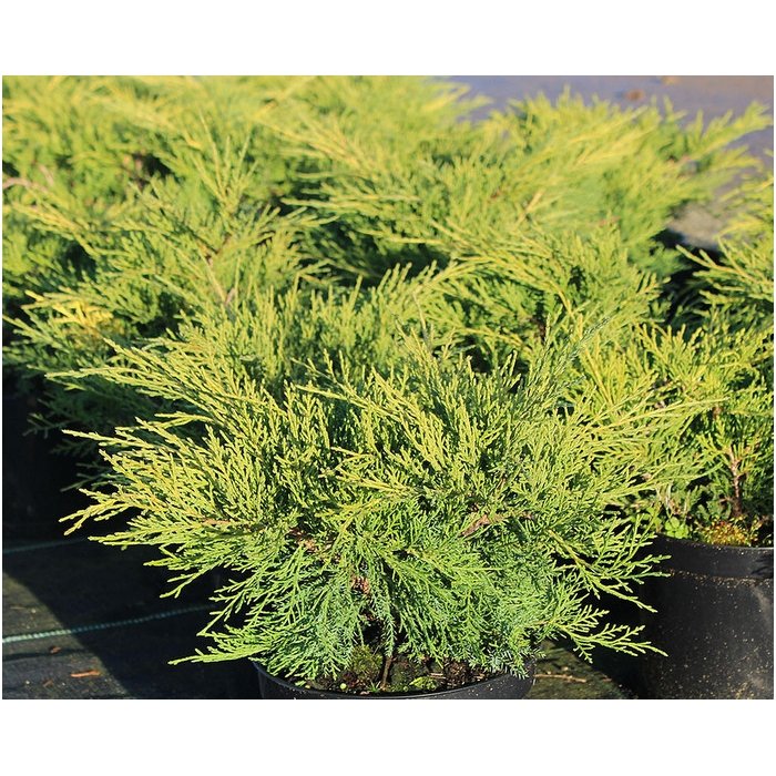 Kadagys tarpinis 'Old Gold' C5