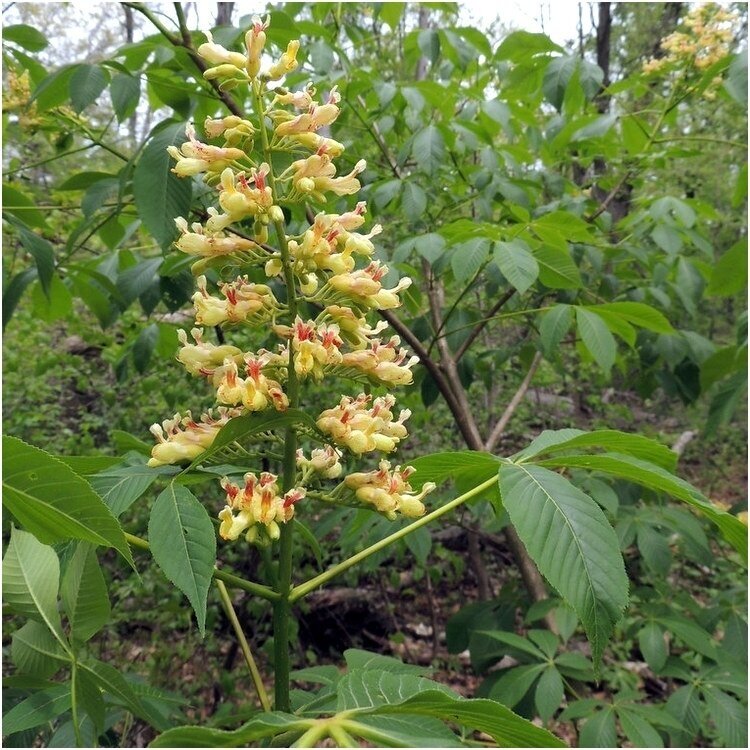 Yellow buckeye C60 Yellow buckeye C60