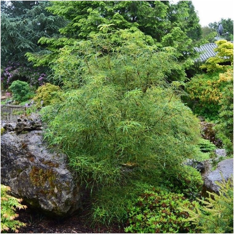 Horse-chestnut 'Laciniata' C20 Horse-chestnut 'Laciniata' C20