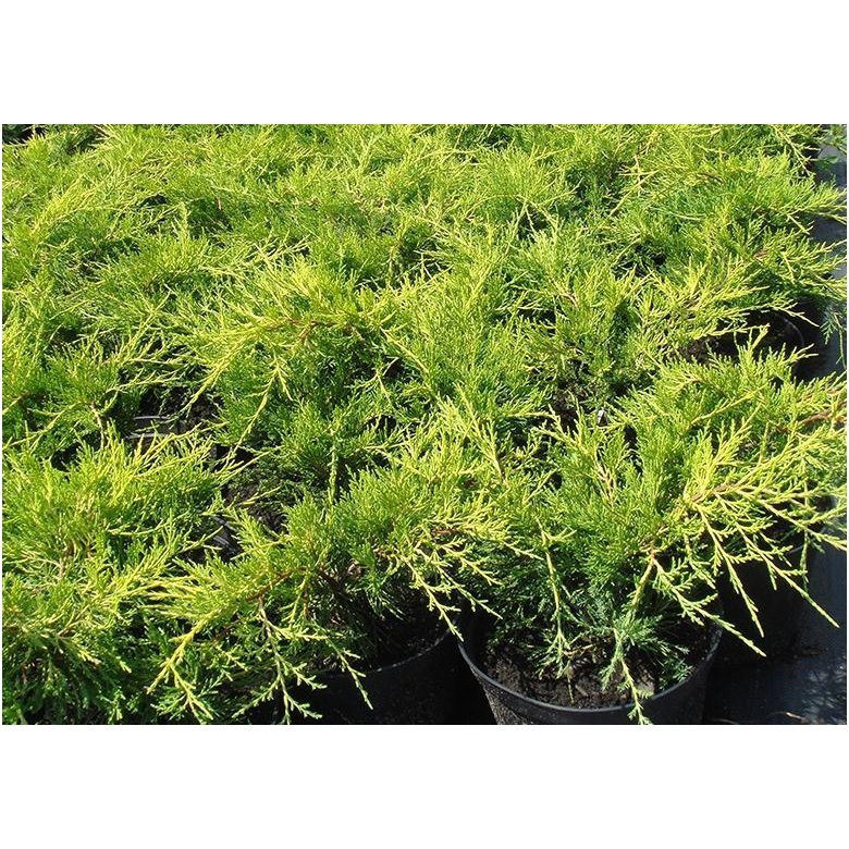 Kadagys tarpinis 'Old Gold' C5 1 Kadagys tarpinis 'Old Gold' C5 1