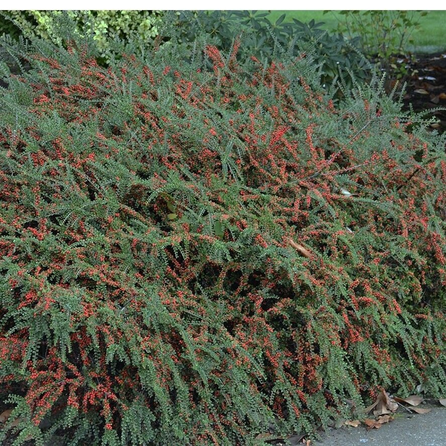 Rock Cotoneaster 'Tangstedt' C2 1 Rock Cotoneaster 'Tangstedt' C2 1