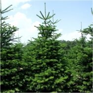 Nordmann fir (In the ground 150-300)