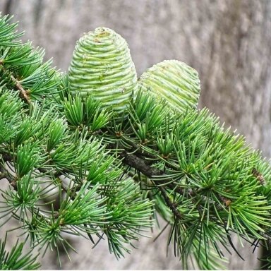 Himalayan cedar C10 Himalayan cedar C10