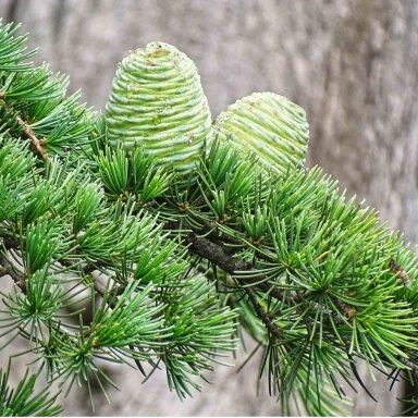 Himalayan cedar C5 Himalayan cedar C5