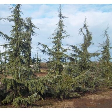 Himalayan cedar 'Karl Fuchs' C5 Himalayan cedar 'Karl Fuchs' C5