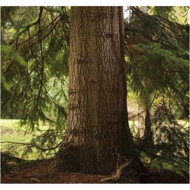 Nordmann fir (In the ground 100-150) 4