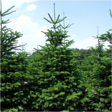 Nordmann fir (In the ground 100-150)