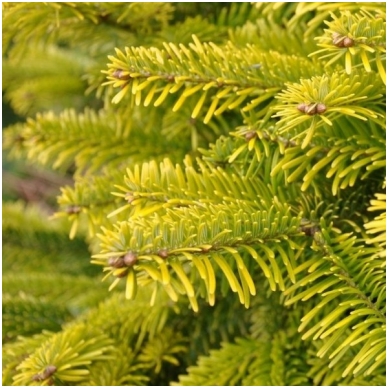 Kėnis normandinis (kaukazinis) 'Aurea' C45 Kėnis normandinis (kaukazinis) 'Aurea' C45