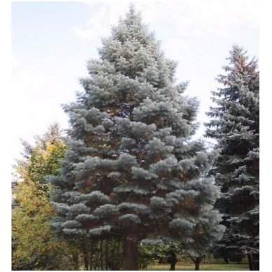 White fir 'Violacea', C10 3