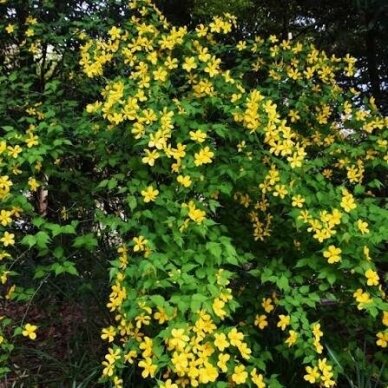 Kerria japonica 'GOLDEN GUINEA' C2 1