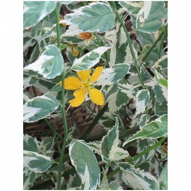 Kerria japonica 'Variegata' C2