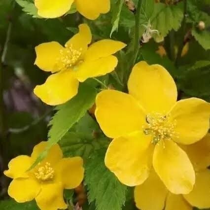 Kerria japonica 'GOLDEN GUINEA' C2 Kerria japonica 'GOLDEN GUINEA' C2