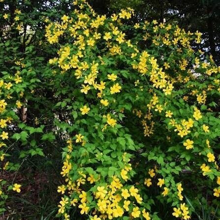 Kerria japonica 'GOLDEN GUINEA' C2 1