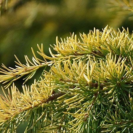 Kedras himalajinis 'KELLY GOLD' C10
