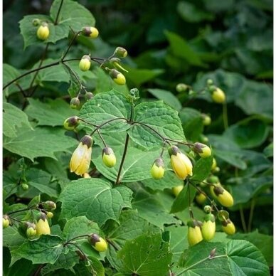 Kirgutė palminė (Kirengeshoma palmata) C10 1 Kirgutė palminė (Kirengeshoma palmata) C10 1