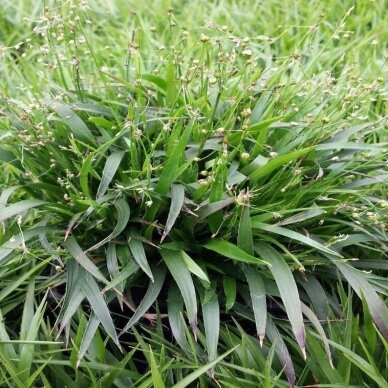 Kiškiagrikis plaukuotasis 'Igel', C2 1