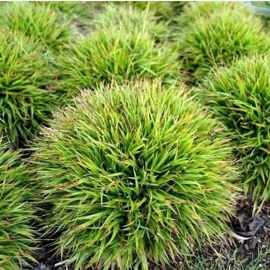 Kiškiagrikis plaukuotasis 'Igel', C2