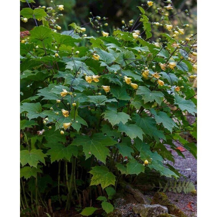 Kirgutė palminė (Kirengeshoma palmata) C10 2 Kirgutė palminė (Kirengeshoma palmata) C10 2