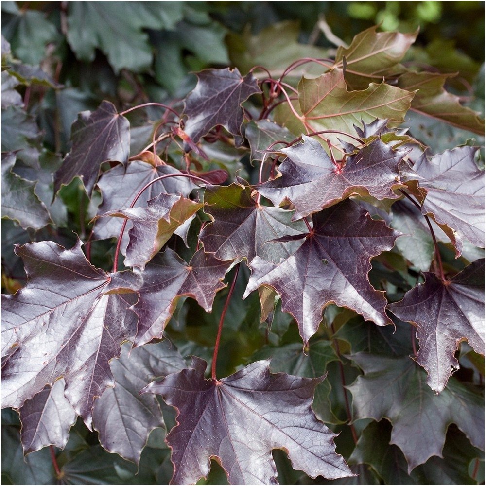 Norway maple 'Royal Red' C15 2