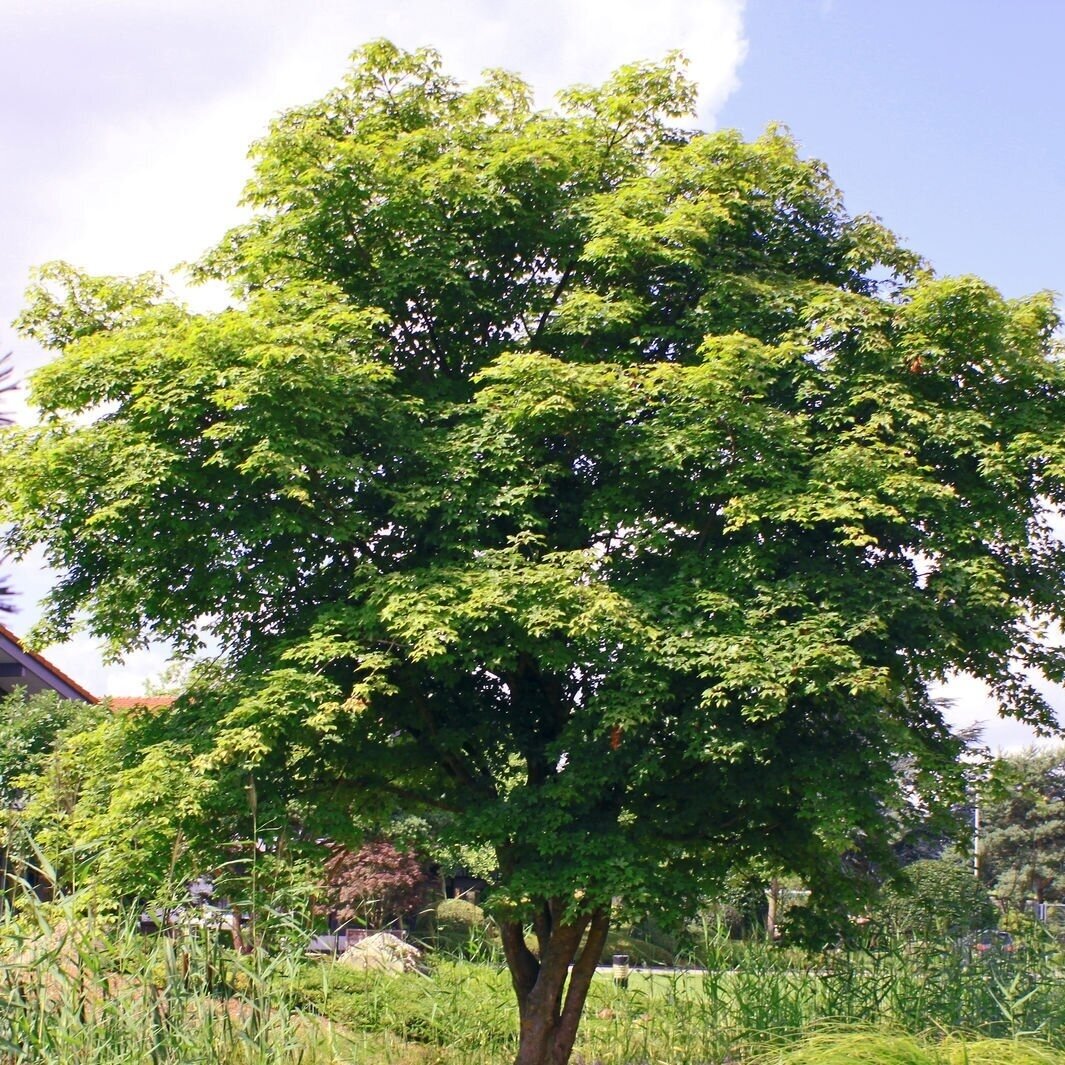 Maple Zoeschen 'Annae' C30 2 Maple Zoeschen 'Annae' C30 2