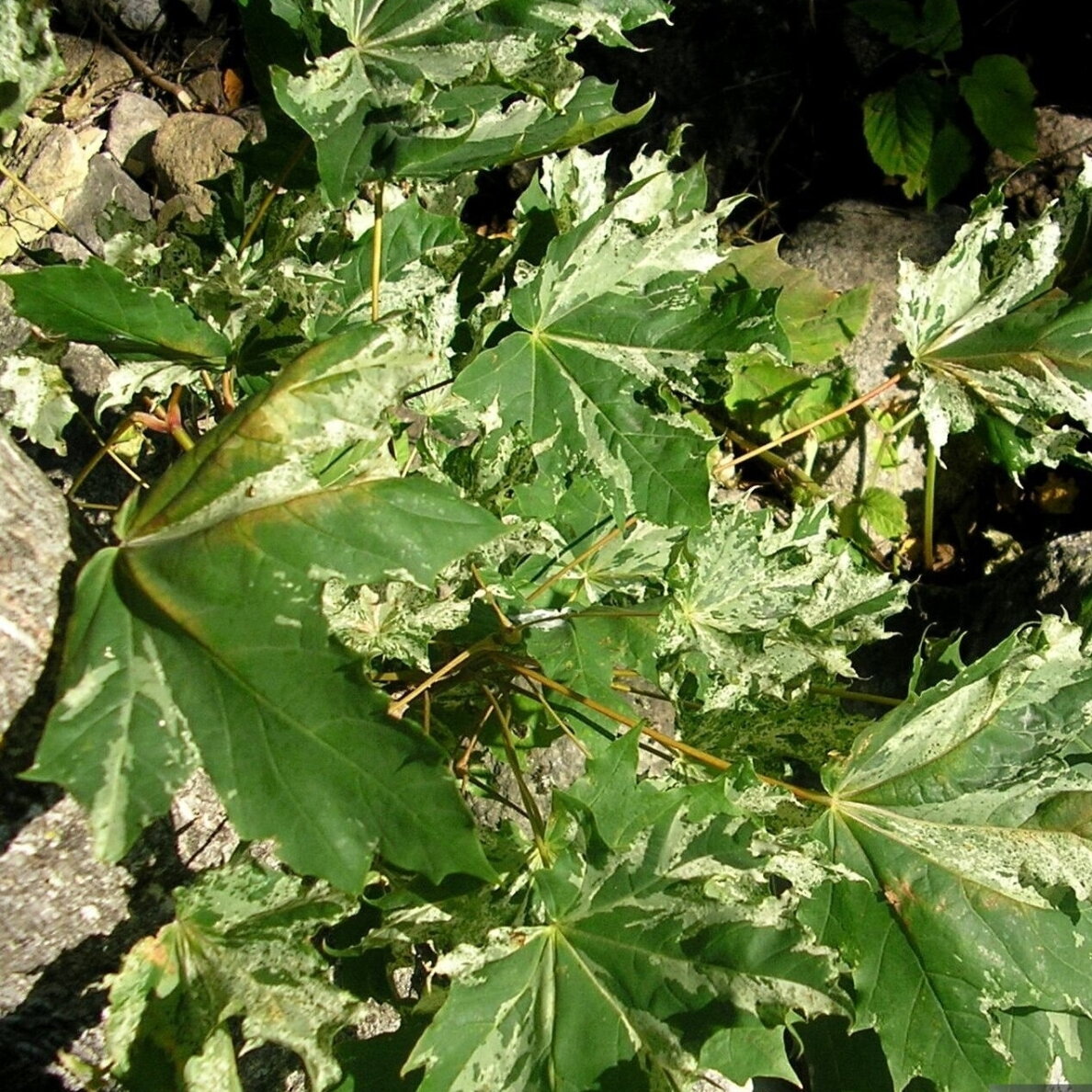 Klevas paprastasis 'Samuli' C30, Pa Klevas paprastasis 'Samuli' C30, Pa