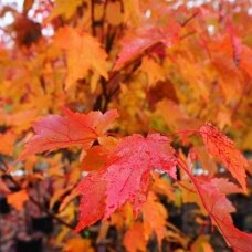 Red maple 'Autumn Flame' C5