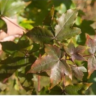 Maple Zoeschen 'Annae' C30