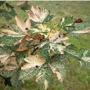 Klevas platanalapis 'Nizetii' C15 Klevas platanalapis 'Nizetii' C15