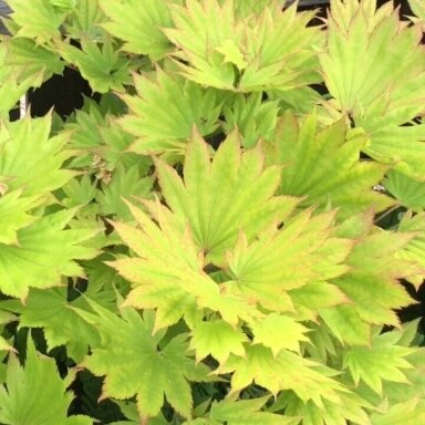 Klevas gelsvasis 'Aureum' C5