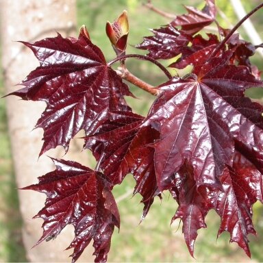 Klevas paprastasis 'Crimson King' C60