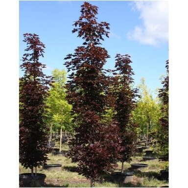 Klevas paprastasis 'Crimson Sentry' C20, Pa