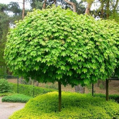 Klevas paprastasis 'Globosum' C60 Pa